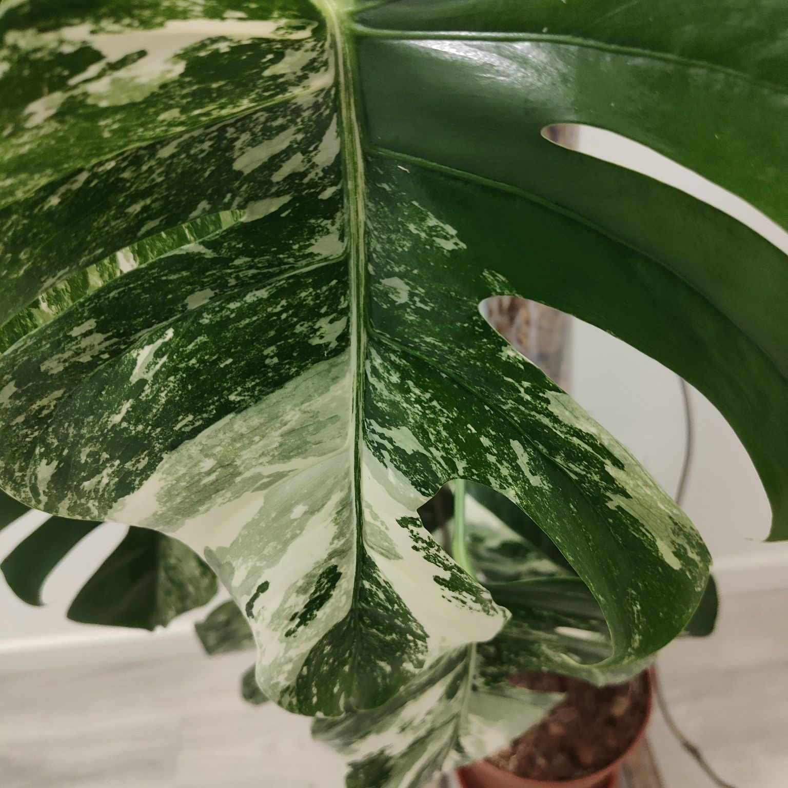 Monstera Albo Variegata XXL – 135cm | Planta Rara e Estável