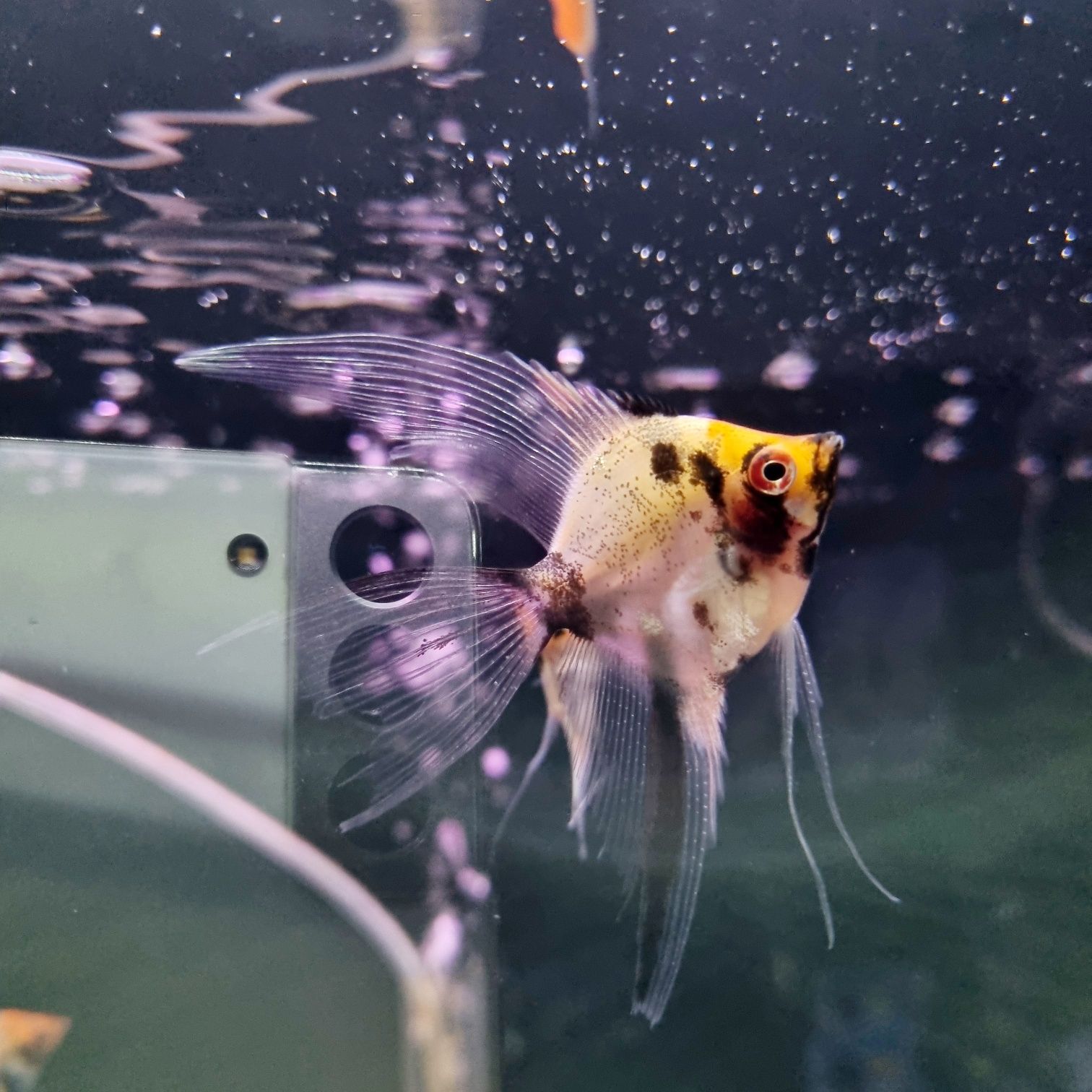 Skalar red devil (koi)