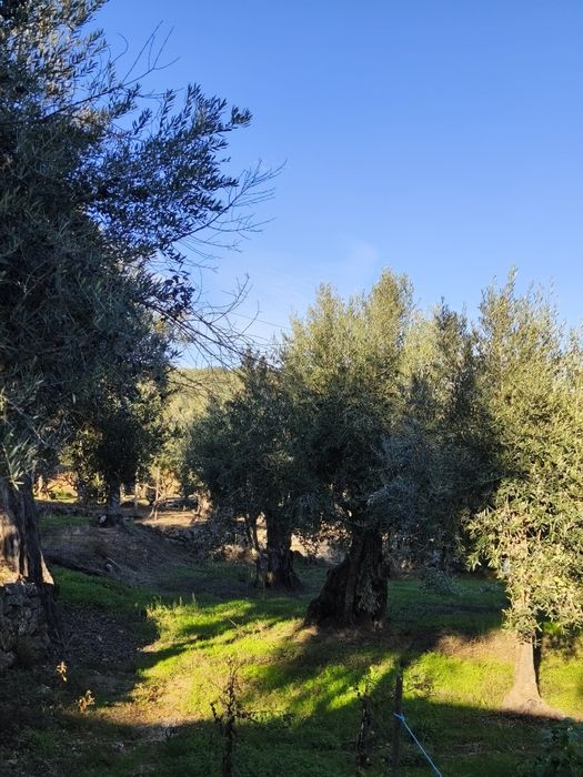 Oliveiras Centenárias