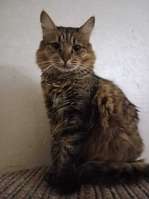 Загубилась кішка (вибігла з квартири)