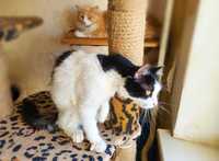 Котик Полковник шукає нову сім’ю /1рік кіт чорно-білий кішка кошка кот