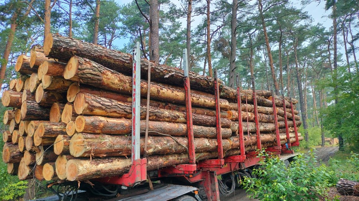 Sosna tartaczna drewno kłoda drewno budowlane