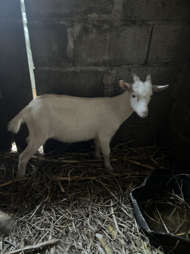 Vendo esta  cabra e tambem este chivo raca grande