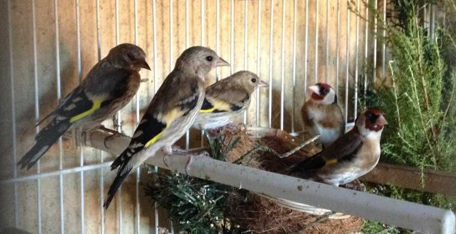 Carduelis Carduelis  Aves de 2025