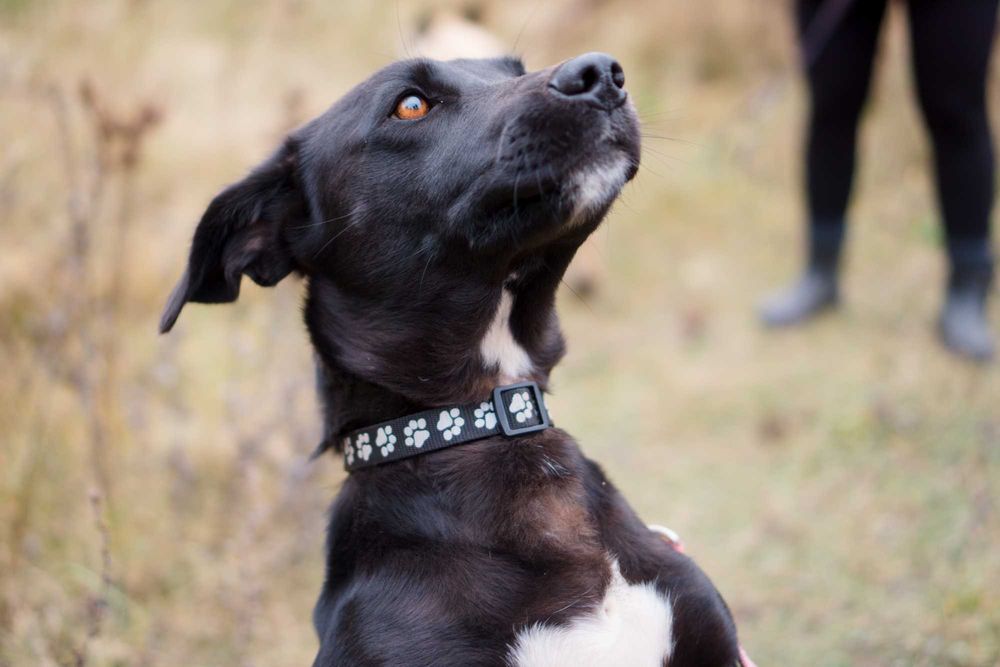 Roczna Ejwa do adopcji!