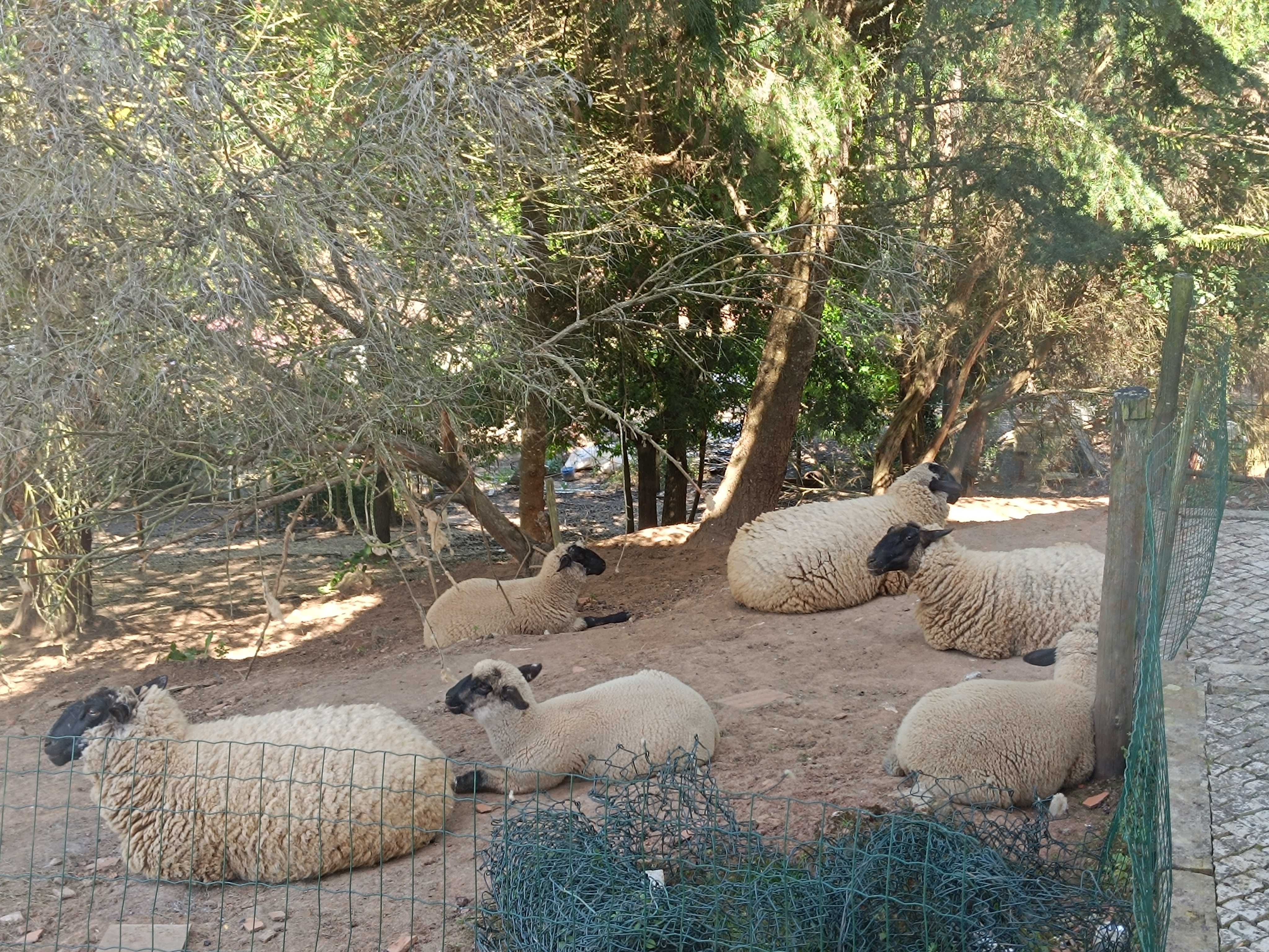 Ovelhas de raça para venda