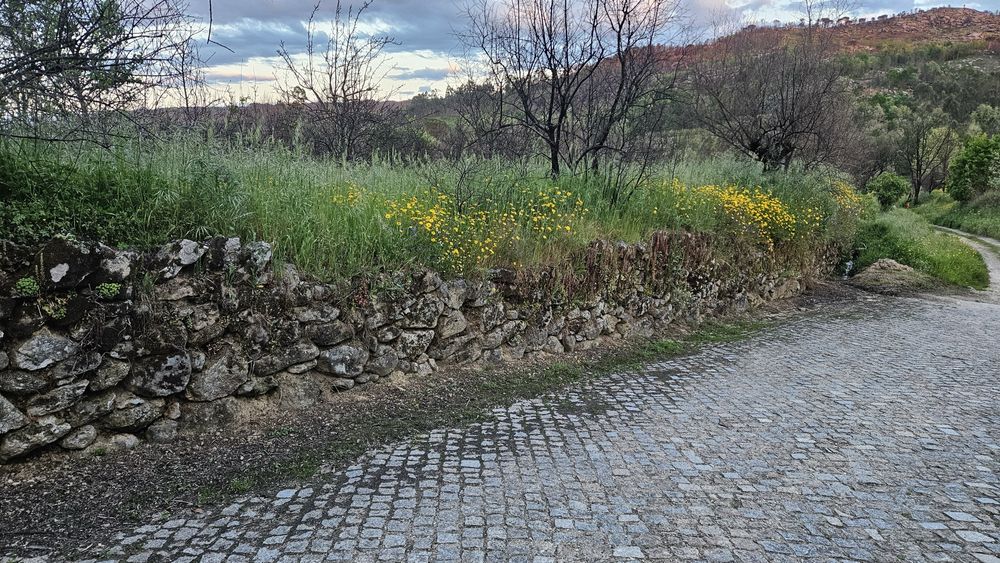 Terreno Rustico-Urbanizavel Penalva do Castelo 20000m2
