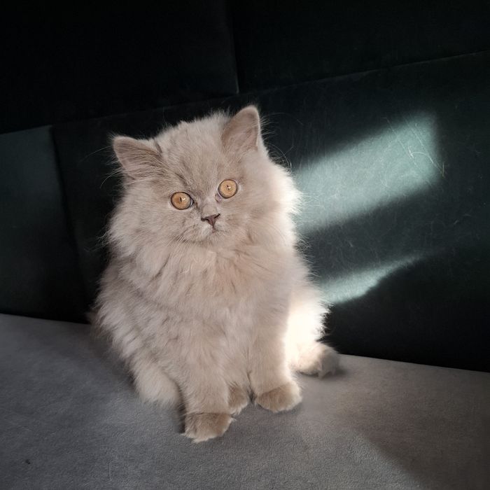 Liliowa długowłosa  kotka brytyjska - oryginalny rodowód, Fpl