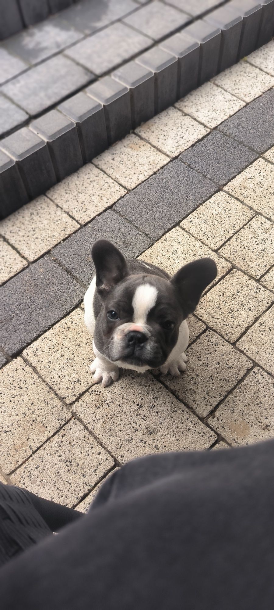Buldog Francuski