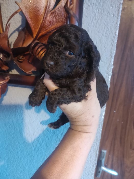 Pudel toy miniaturka piesek do rezerwacji