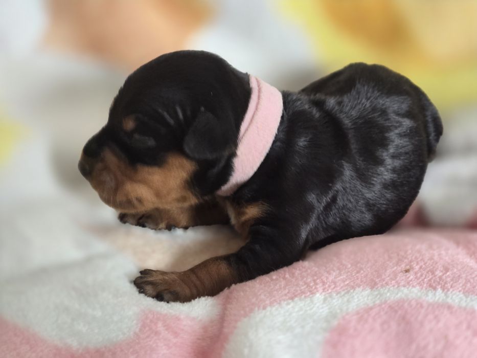 Pinczer miniaturowy