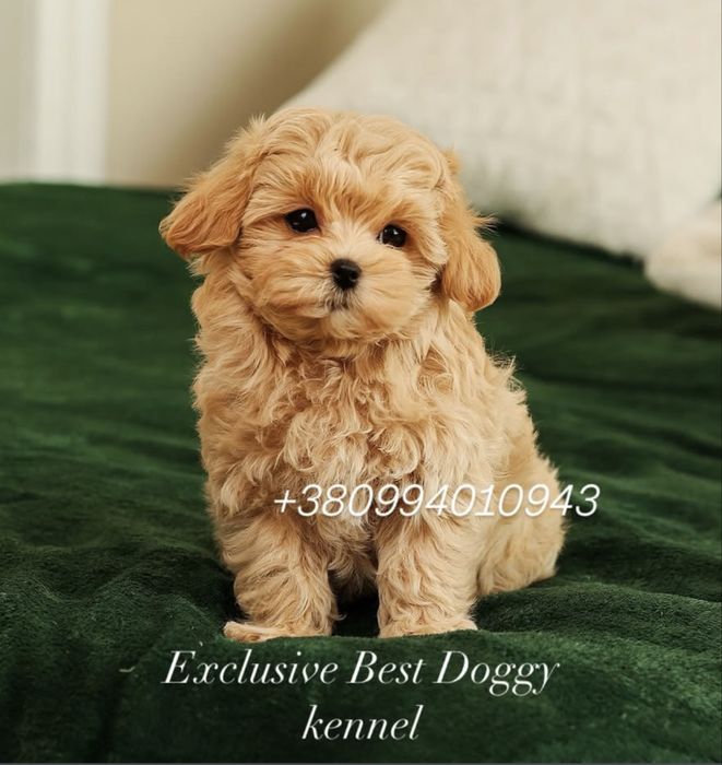 Ексклюзивні малята - цуценята. Мальтіпу ф1.  Темна карамель, брауні