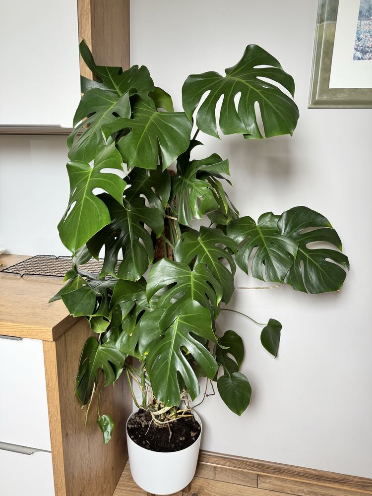 Piekny kwiatek Monstera 150cm