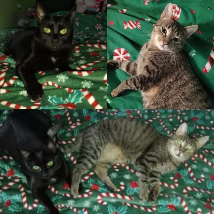 Wspaniałe kotki do adopcji - Fanta i Czester