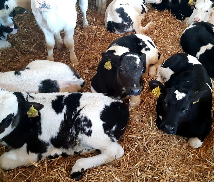 Byczki miesne cieleta Pierzchnica