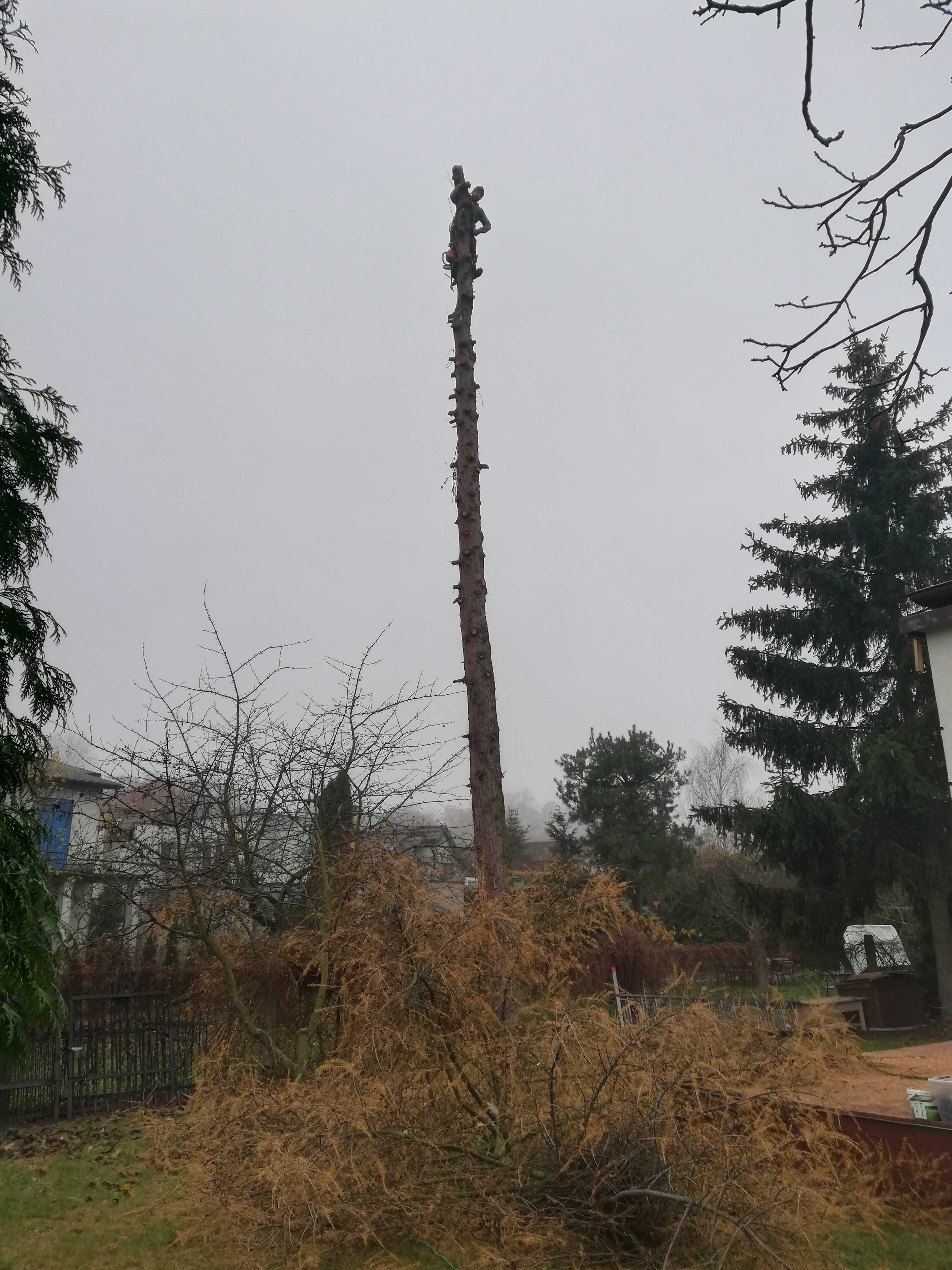 Profesjonalna wycinka drzew,rębak do gałęzi,FREZOWANIE PNI,kosz