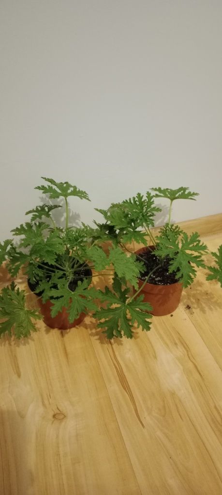 Pelargonia pachnąca 2szt