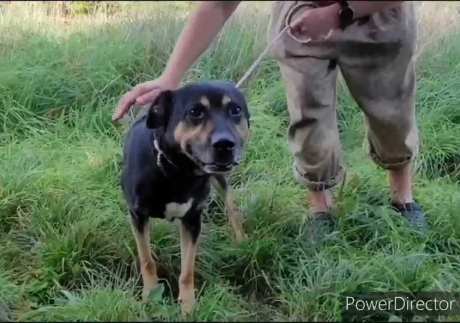 Smutny, wrażliwy piesek szuka domu !! Do adopcji !!