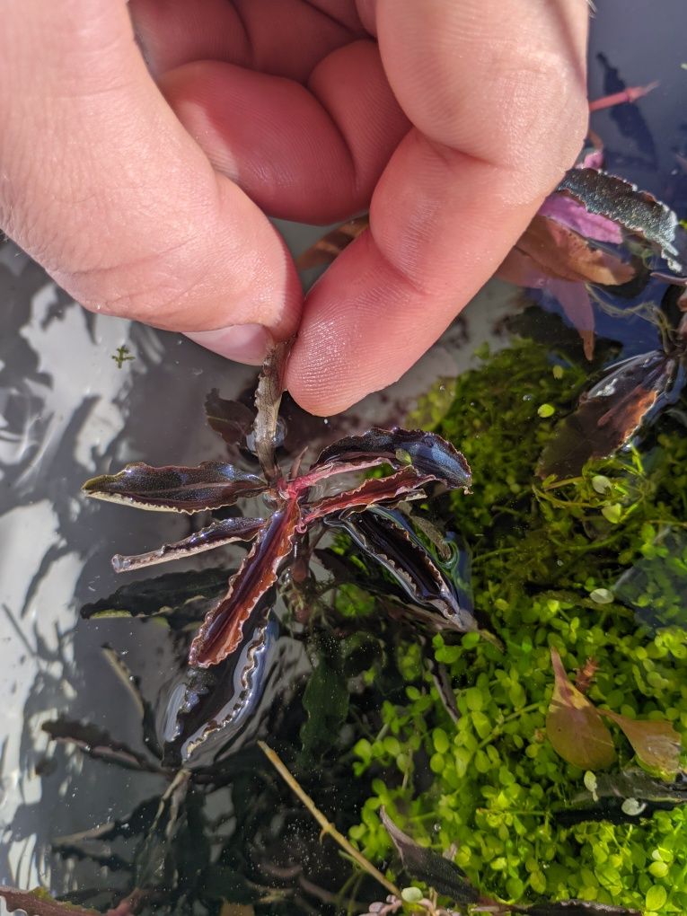 Bucephalandra sp. "Kedagang" — planta para aquario