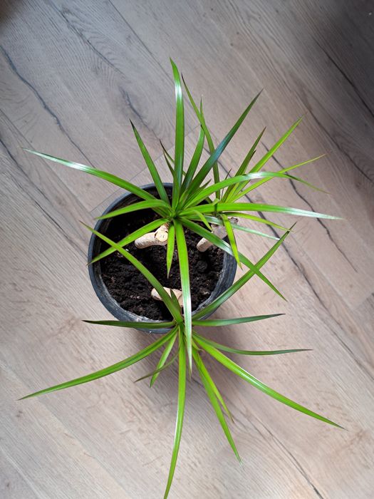Dracena 3 sadzonki ‐ cena za 1 doniczkę