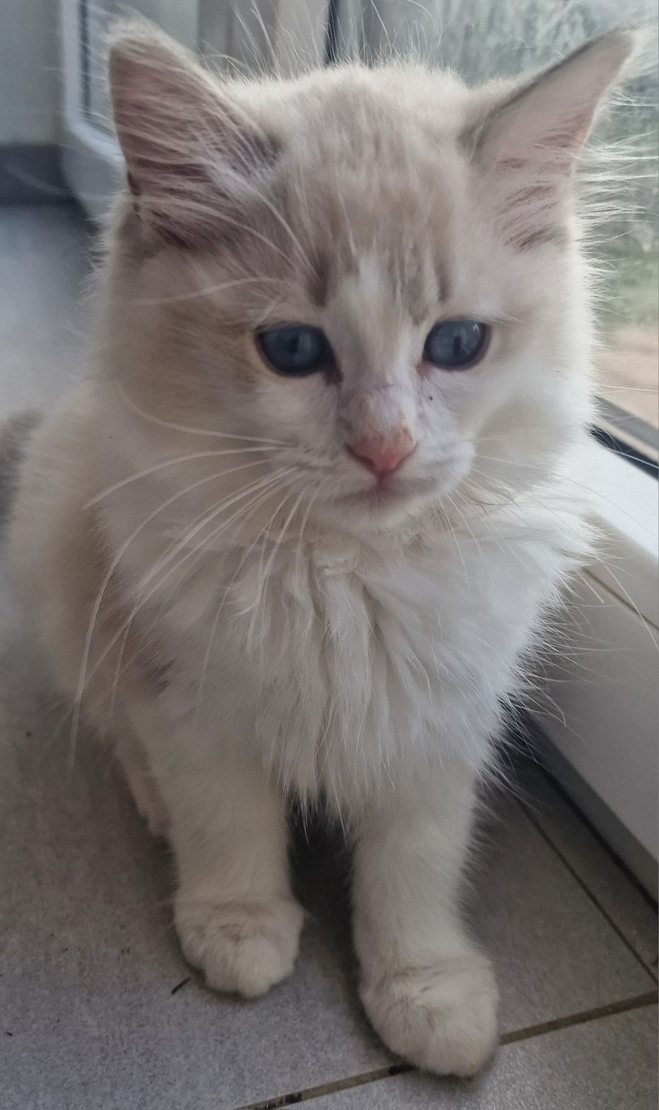 Kotka Ragdoll blue bicolor lynx