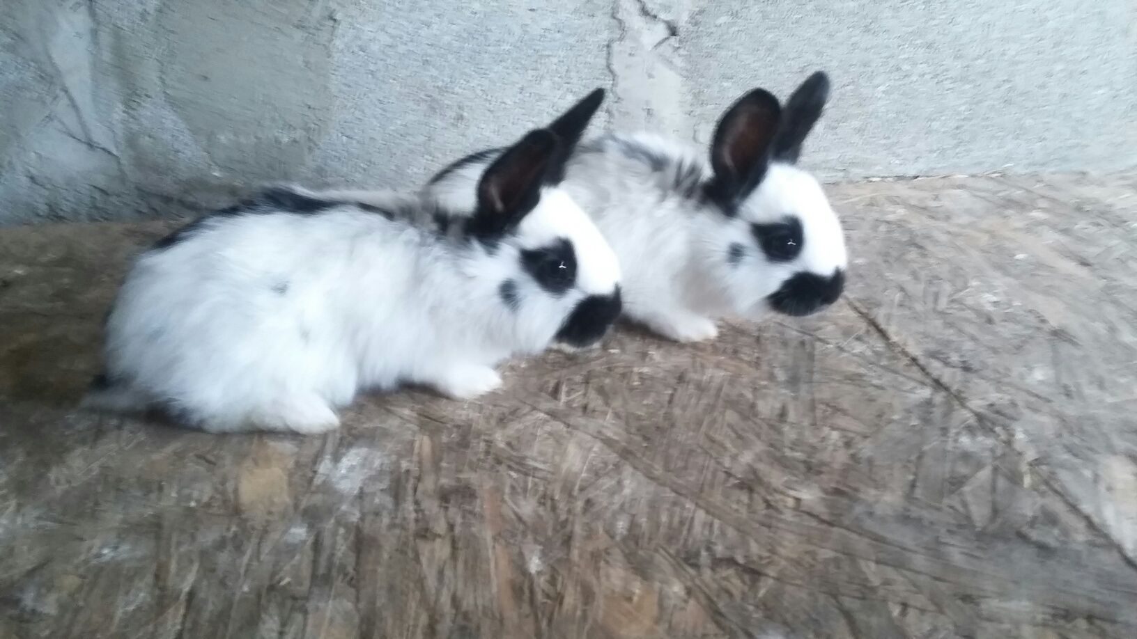 Продам пару кроликів породи німецький строкач по різних лініях
