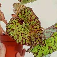 [Planta] Begonia Beleaf