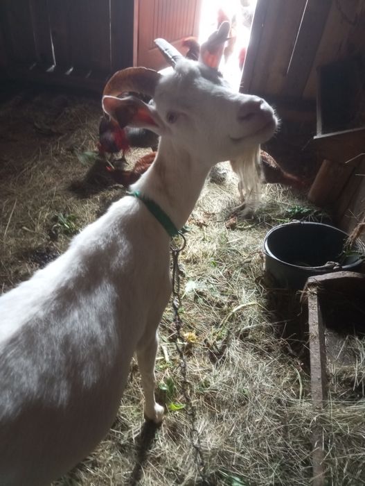 Oddam koze w dobre ręce