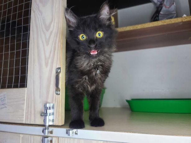 Изумительный черный Котенок Фунтик (3 месяца). Котик, кот.