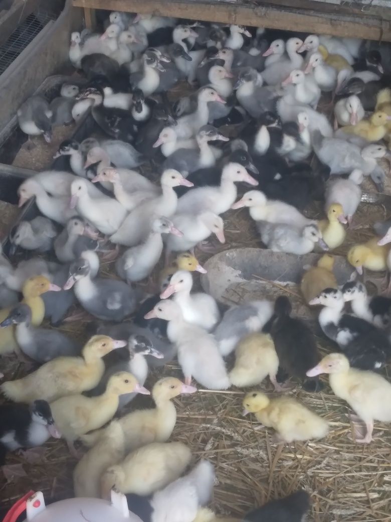 Kaczki pekin dworka staropolskie mulard śnieżne
