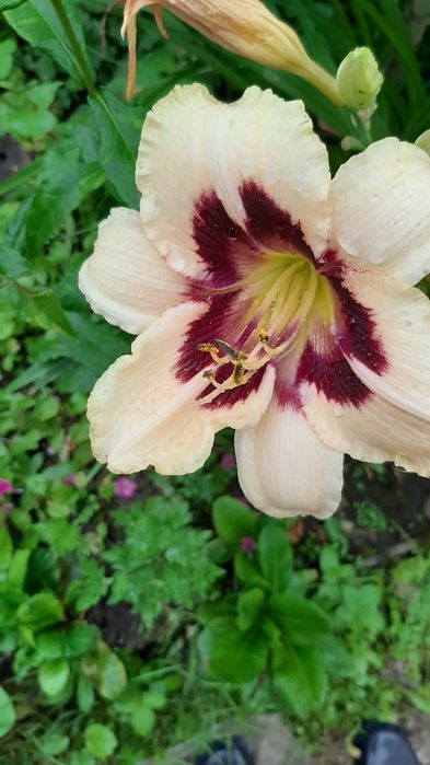 Полуниці Букет монарди розової