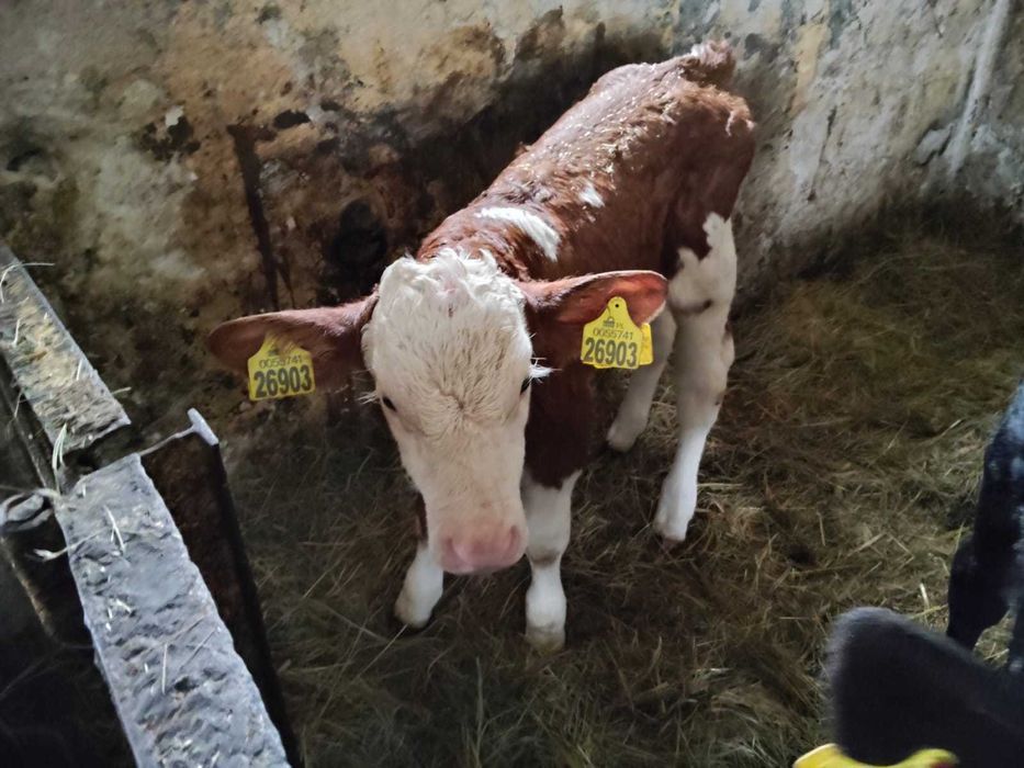 Sprzedam byczki te co na zdjęciach