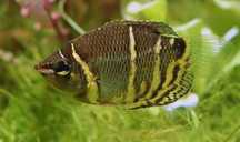 Gurami czekoladowe Sphaerichthys osphromenoides