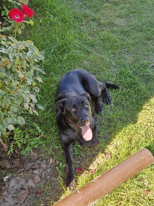 Suczka 6 miesiecy ojciec lablador