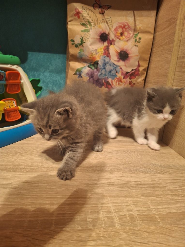 Продам маленьких котят