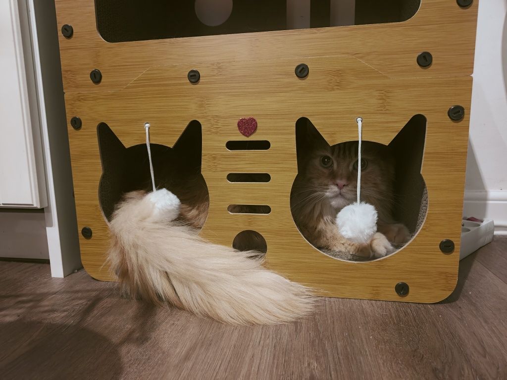 Kotka Maine Coon 9 lat Dom bez kotów