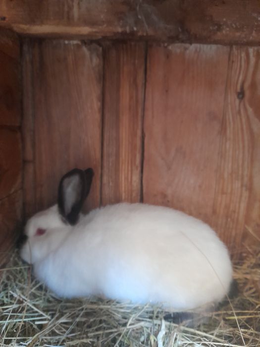 Sprzedam młode samce