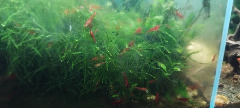 Camarões blue drem e red cheery