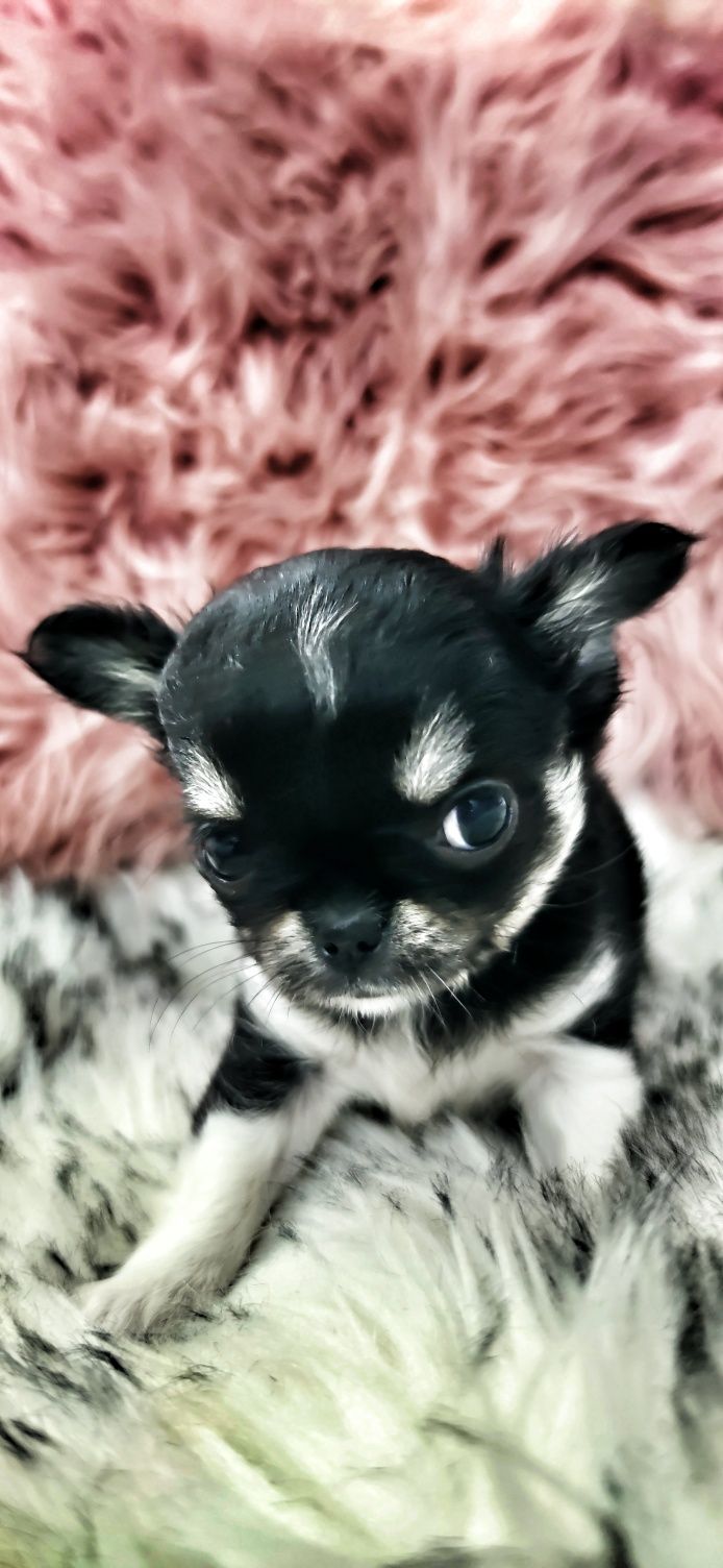*** Mini Dziewynusia Chihuahua *** Gotowa Do Odbioru ***