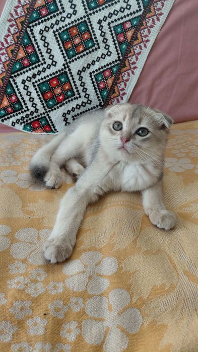 Шотландский котик блакитне золото ау11
