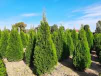 Thuja Smaragd 100,120,140,150 cm! Tuja Szmaragd!Tuje, sadzenie! Dowóz!
