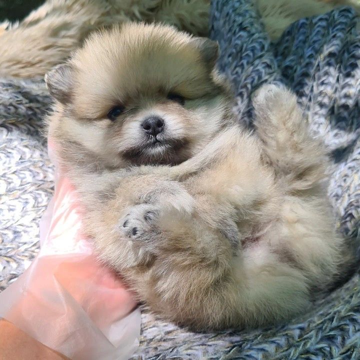 Lulu danpomerania menino qualidade superior