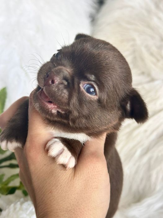 Chihuahua  Menino  Chocolate perfeita de focinho curto.