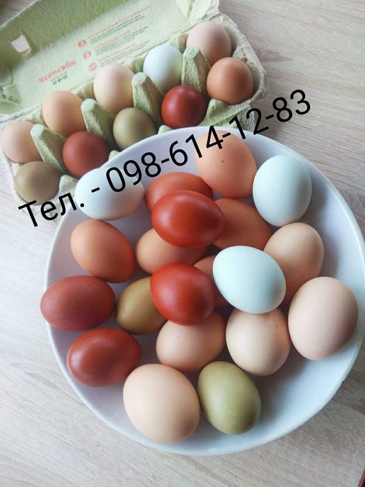 Кольорове інкубаційне яйце мікс порід: маран , амераукана та ін.
