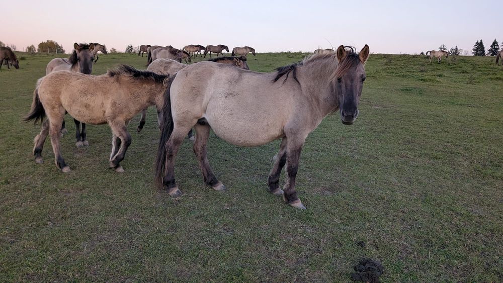 Sprzedam klacz Konika polskiego zaźrebiona