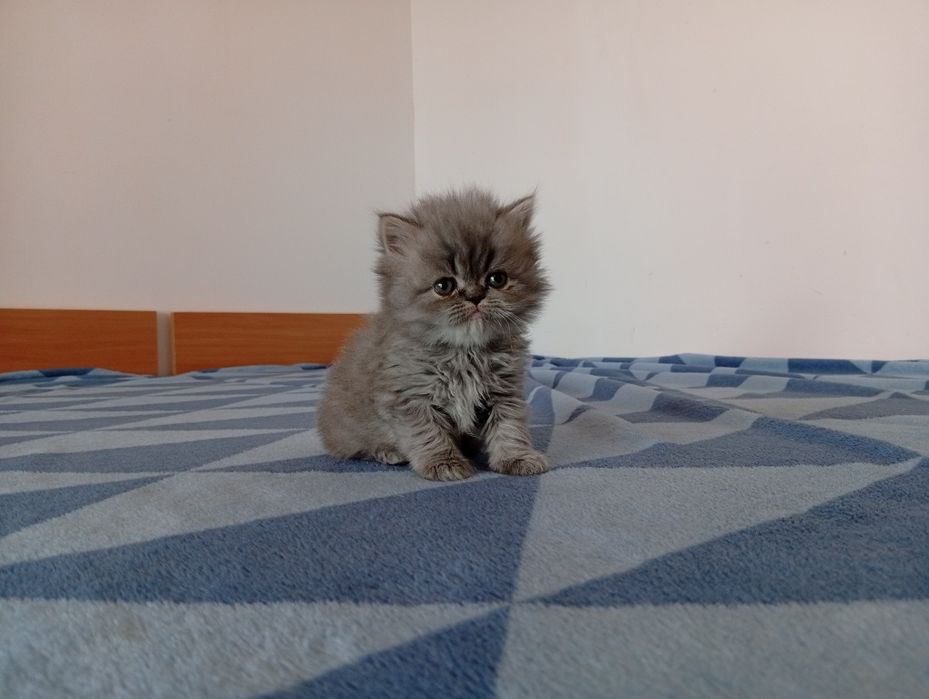 Kotka Perska Długowłosa