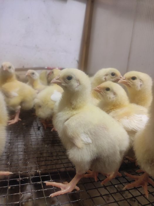 Підрощені Бройлери протягом року