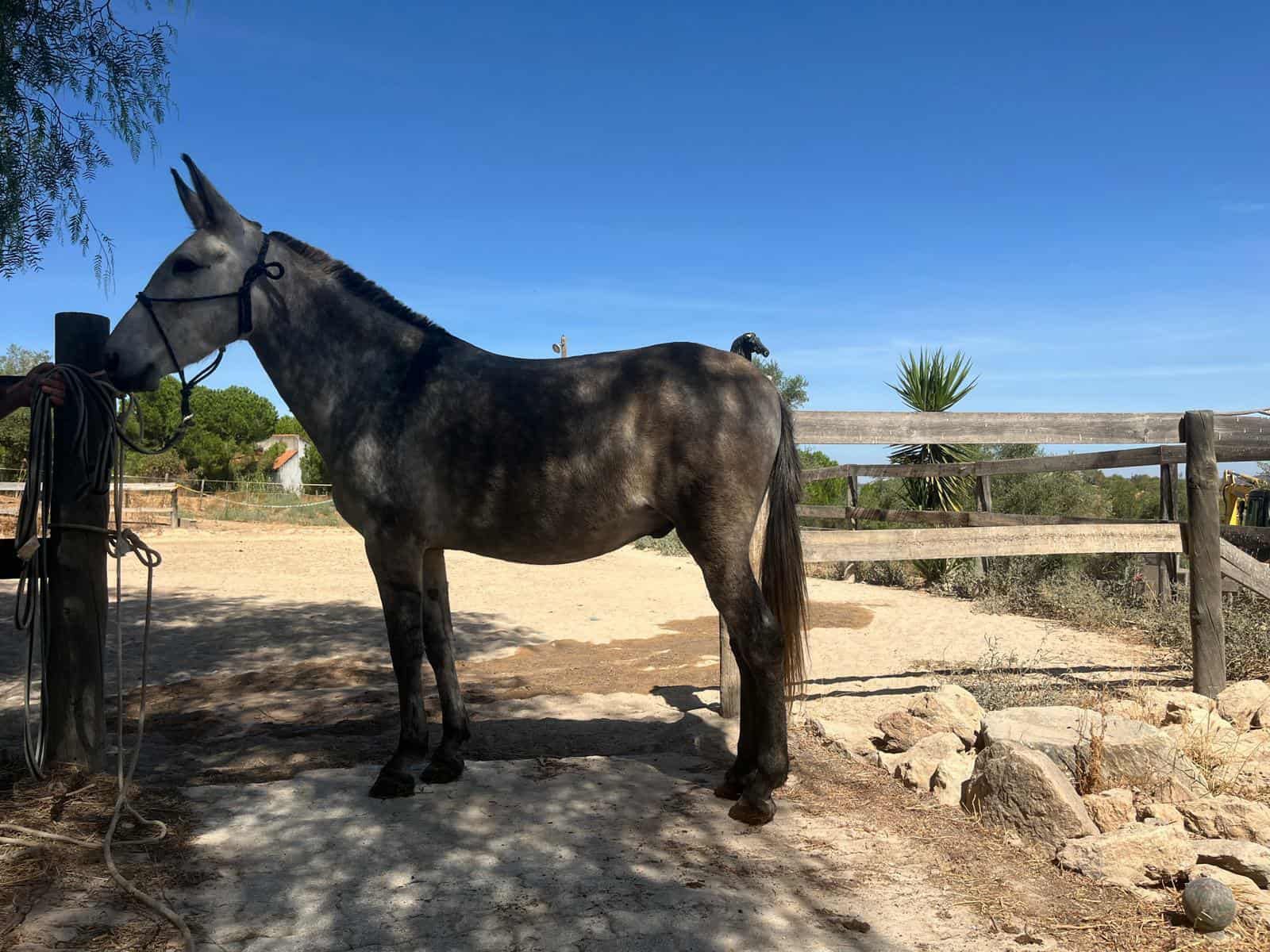 Vendo macho engatado