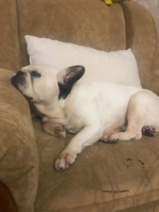 Щукаэмо дівчинкудлв’язки з французом  оплата з нас плюс купівля цуценя