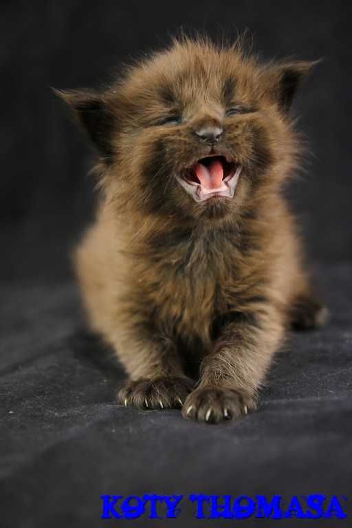 Rezerwacja. Maine Coon koteczka, czarna gaduła...